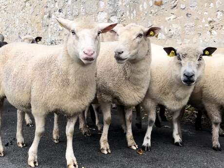 Transhumance