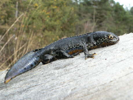 [Sortie nature] À la découverte des mares de la forêt d'Arques, animation à 2 voix