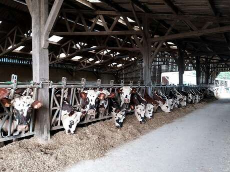 Les Glaces Cow'choises