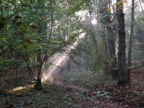 [Sortie Nature] Vie d'été au Bois de Rosendal