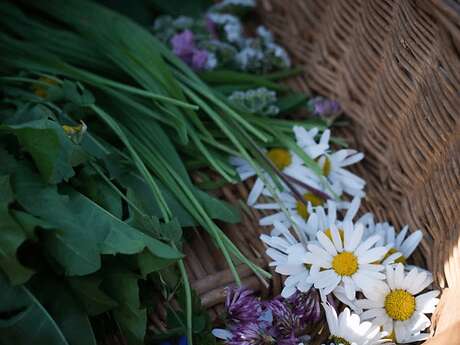 Visite atelier – Balade découverte des plantes sauvages - Par Pissenlit & Compagnie