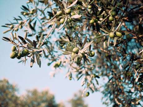 Visite insolite : une oliveraie à Serqueux