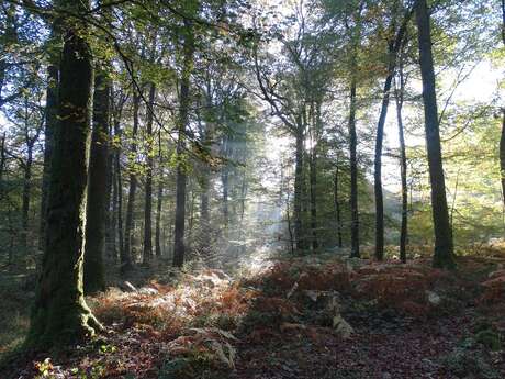 [Sortie nature] Faune et flore de la forêt d'Arques