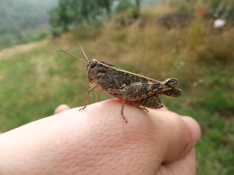 Animation nature - insectes et compagnie