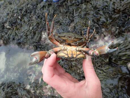 Animation nature : des crabes et des crevettes.
