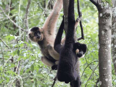 Après-midi nourrissage gibbons du lac