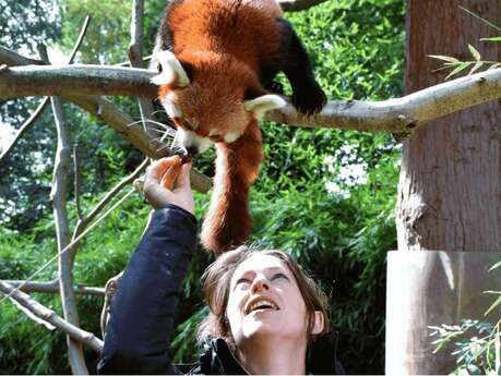 Après-midi nourrissage pandas roux