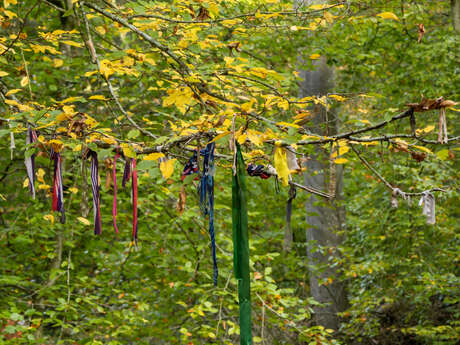 Les Arbres à Noeuds de la Chapelle Saint-Maur