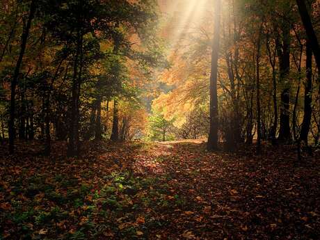 [Sortie nature] Les trésors naturels du quotidien : la clairière de la forêt d'Arques
