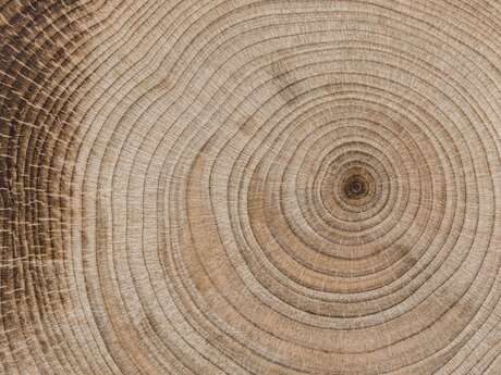 [Exposition] Une Forêt, exposition d'art contemporain