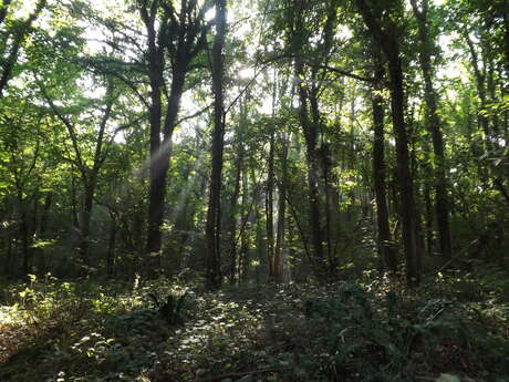 [Sortie nature] Le bois d'Offranville et sa biodiversité