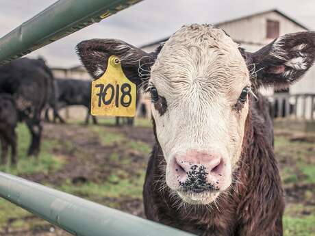 Foire du Lundi Gras - Concours agricole