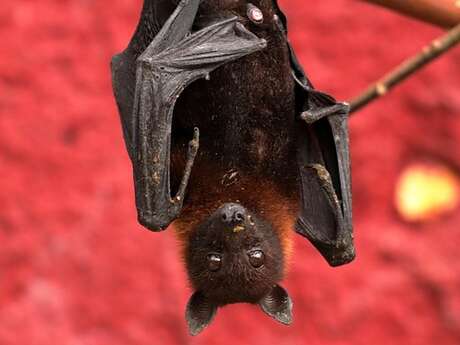 A la rencontre des chauves-souris