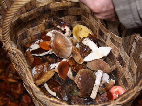 Journée Champignons