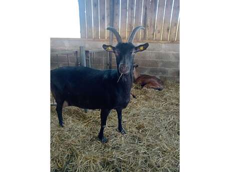 Chèvrerie Le Barbé