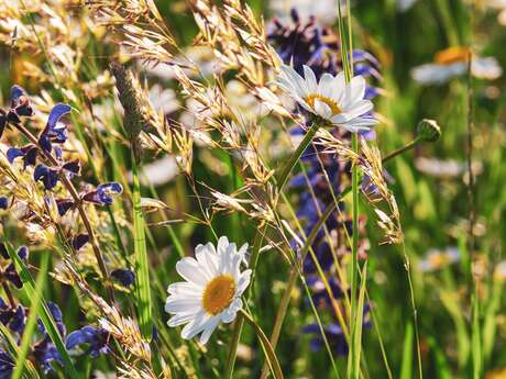 Balade contée à la découverte des plantes sauvages