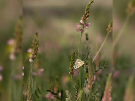 A la découverte des fleurs des champs et des papillons