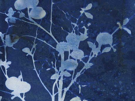 [Atelier] Cyanotype