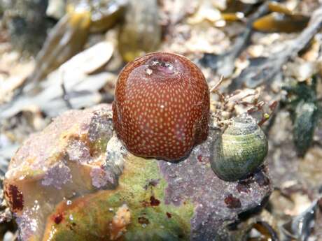 Animation nature : contes de mer et de crevettes