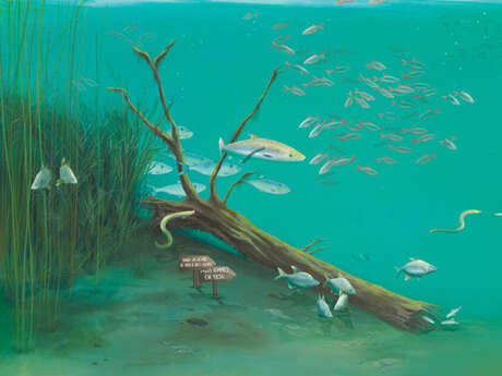 Exposition : Dans la Seine… Des poissons ?