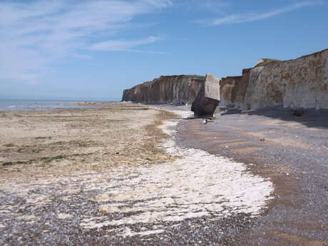 [Sortie nature] Les falaises de Dieppe