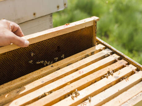 [Animation] Découverte de l'apiculture