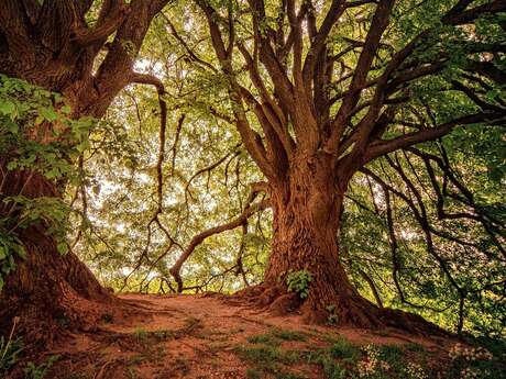 [Balade nature] Balade contée au Bois de Bernouville