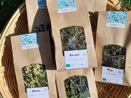 Tisanes / Voyage au coeur des plantes