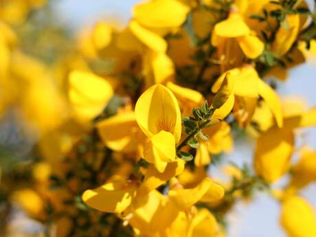 [Balade naturaliste] La flore de la lande du Cap d'Ailly