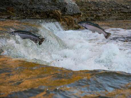 Dans le même fleuve