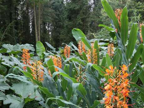 Visite guidée - Jardin jungle