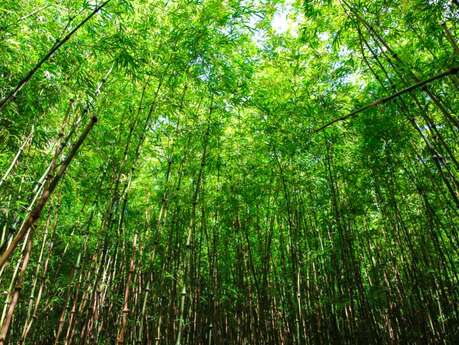 Visite guidée - Jardin jungle