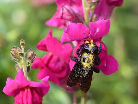 [Sortie Nature] Les prairies, réservoirs de biodiversité
