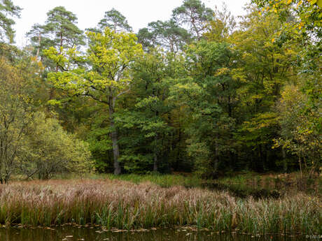 Les Arbres de la Mare Tonne