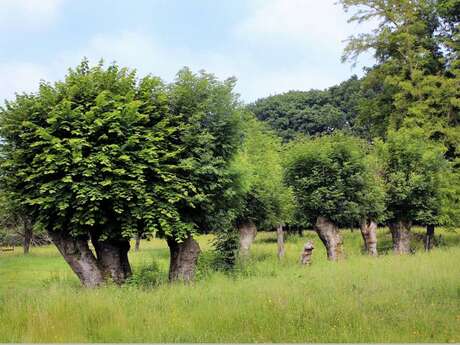 Balade inaugurale : l’arbre têtard, pour quoi faire ?