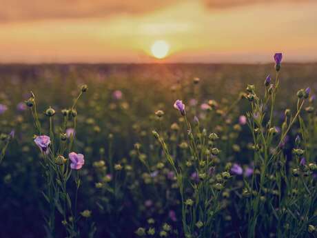 Rallye "le lin dans tous ses états"