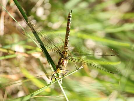 [Sortie nature] Les trésors naturels du quotiden