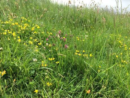 Flore sauvage du littoral, visite commentée