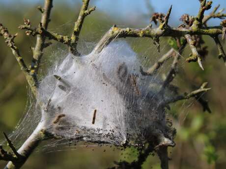 Flore sauvage du littoral, visite commentée
