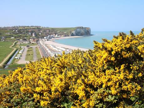 Flore sauvage du littoral, visite commentée