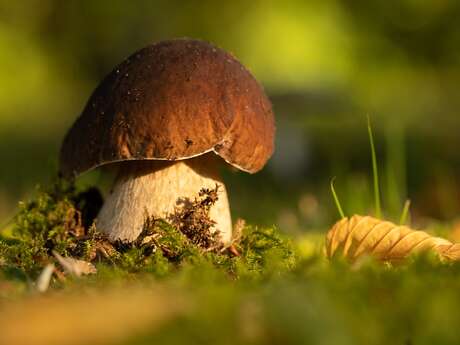 [Sortie nature] Découverte des Champignons