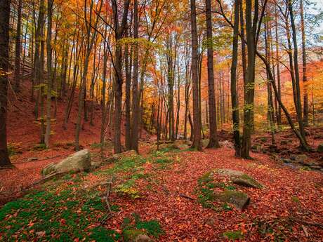 [Balade nature] Les fruits d'automne en Forêt d'Arques