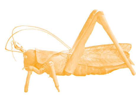 [Marionnettes] Nuisibles