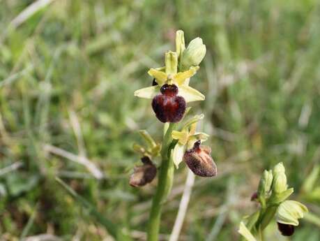 Flore sauvage du littoral, visite commentée