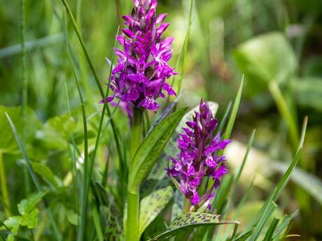 [Rando Nature] En Forêt d'Arques