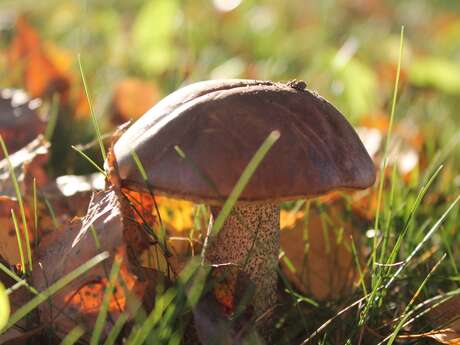 Rando Petit Déj et champignon