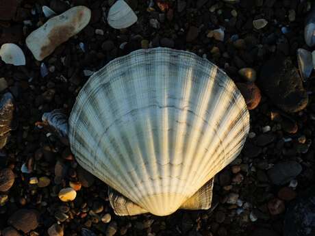 Petite Fabrique : "Coquillages en pagaille !"