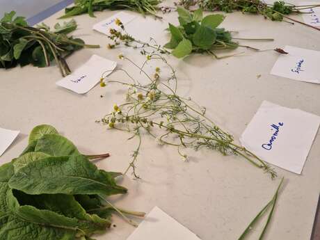 Atelier cueillette / cuisine