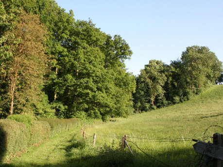 Balade champêtre à la découverte des essences locales