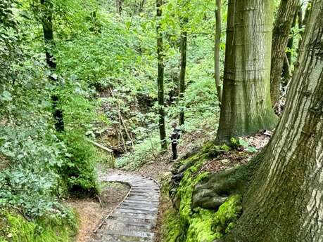 Découverte du bois de Villequier